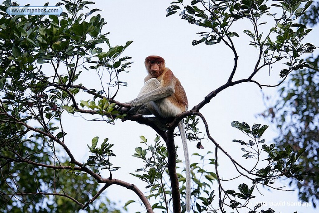 Borneo
Jabali barbado  P N Tanjunj Puting Borneo
Borneo