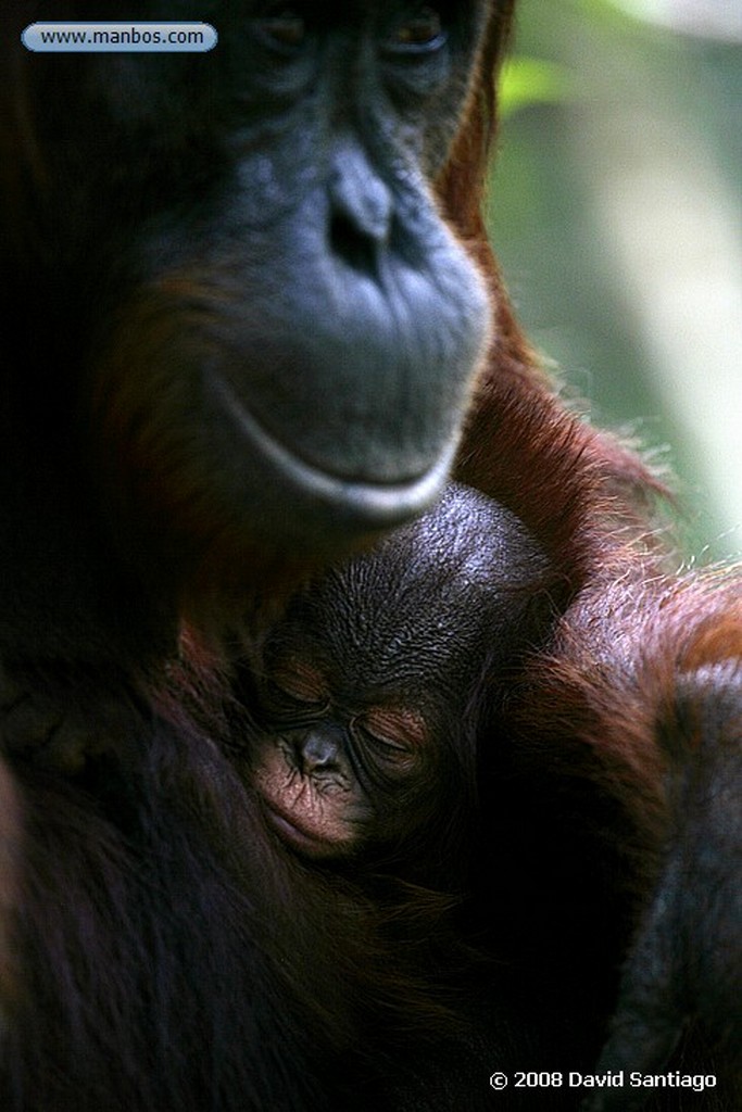 Borneo
Mono narigudo Nasalis larvatus Borneo
Borneo