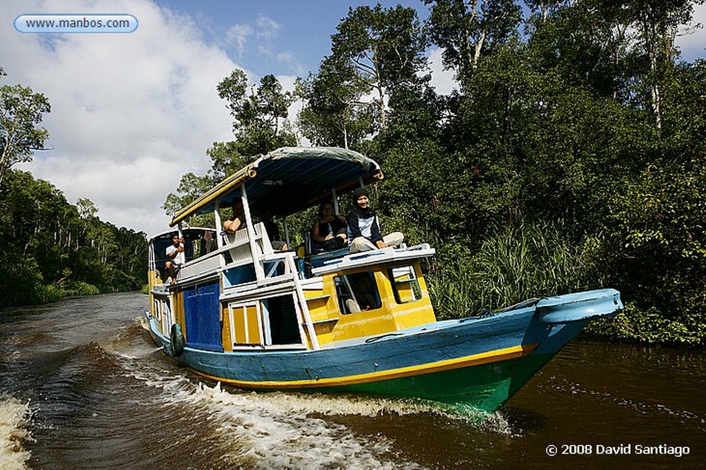 Borneo
Campamento de Tanjung Harapan  P N Tanjunj Puting Borneo
Borneo