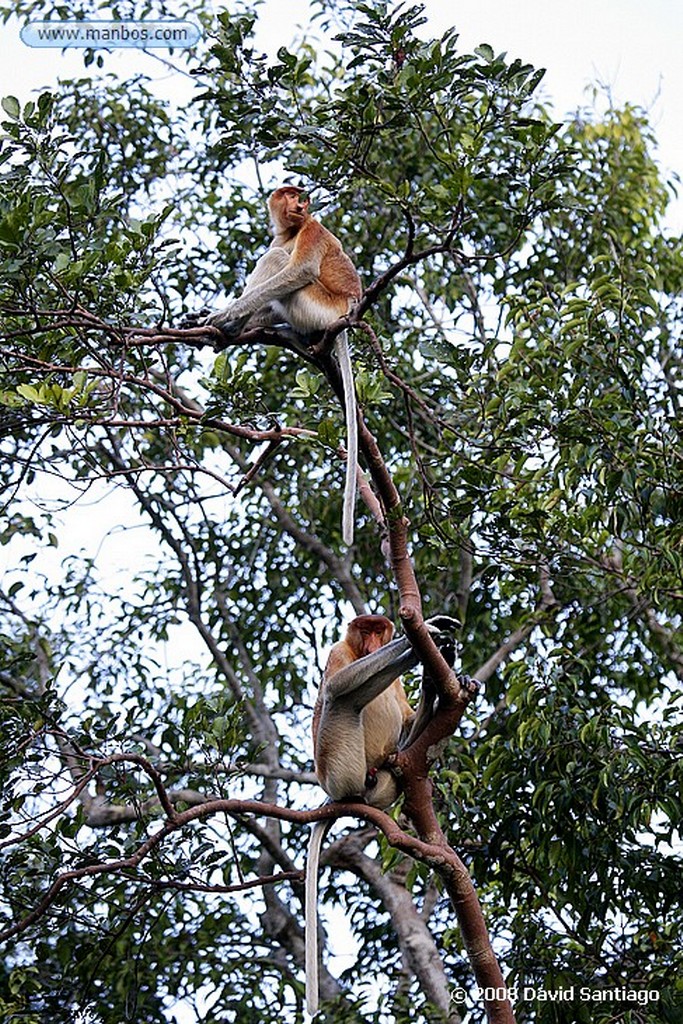 Borneo
Klotok P N Tanjunj Puting Borneo
Borneo