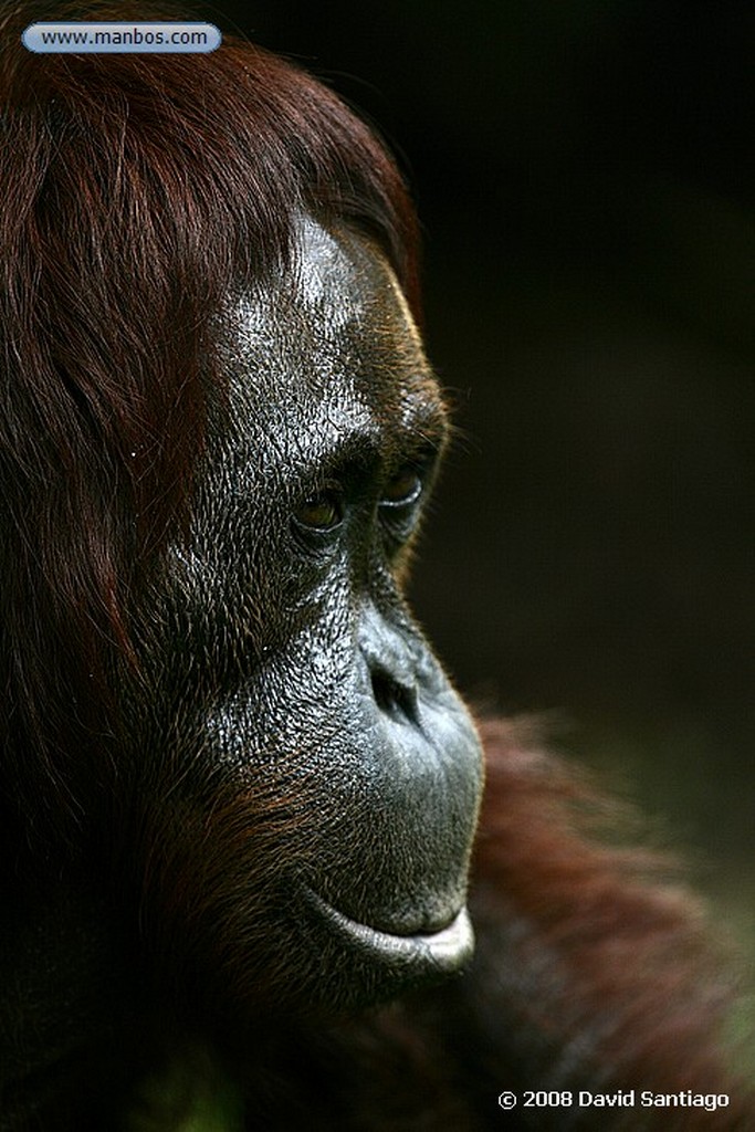 Borneo
Mono narigudo Nasalis larvatus Borneo
Borneo