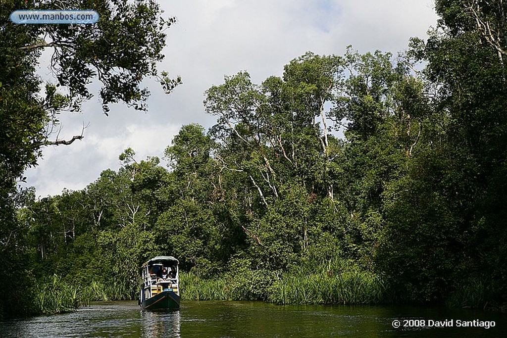 Borneo
Campamento Leakey P N Tanjunj Puting Borneo
Borneo