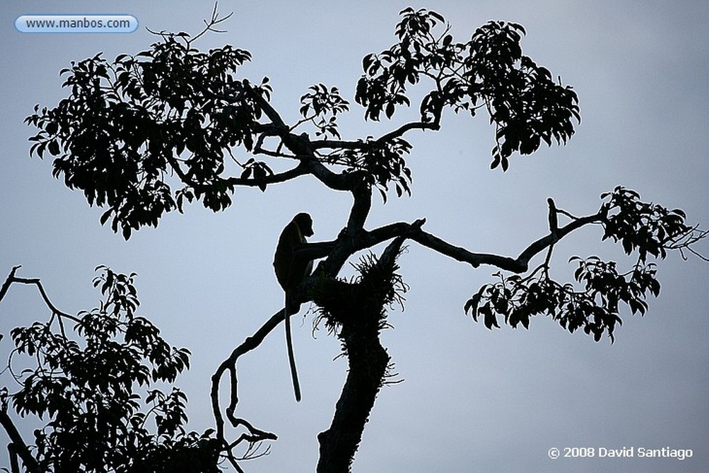 Borneo
Mono narigudo Nasalis larvatus Borneo
Borneo