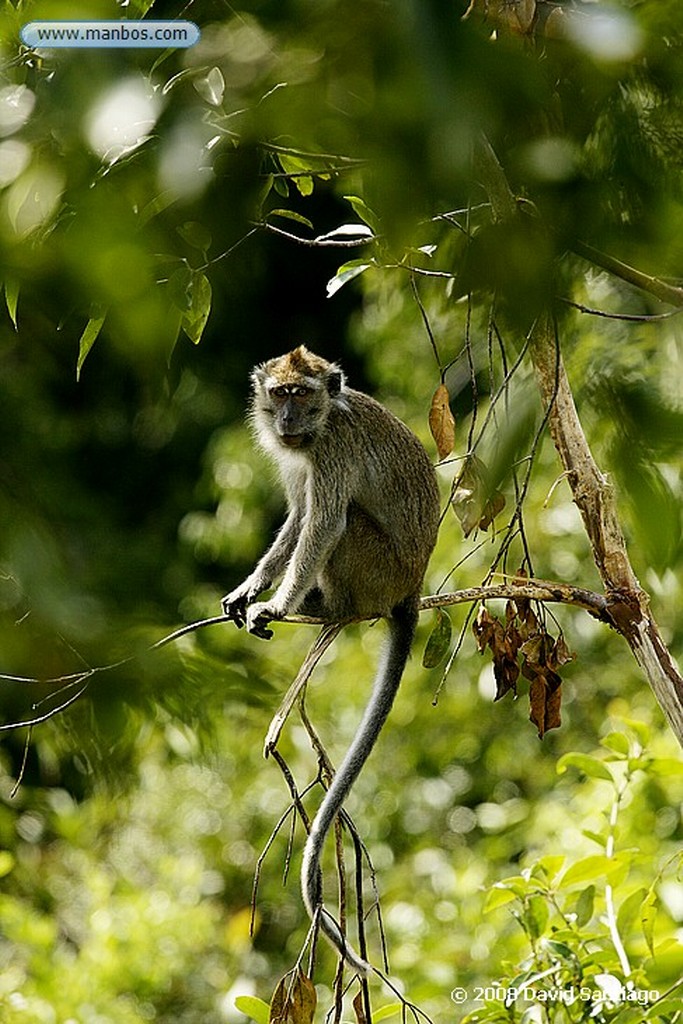 Borneo
Mono narigudo Nasalis larvatus Borneo
Borneo