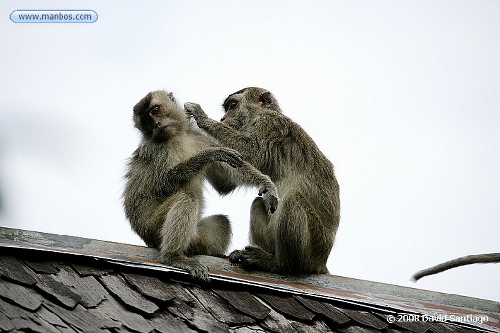 Borneo
Macaco de cola larga Macaca fascicularis Borneo
Borneo