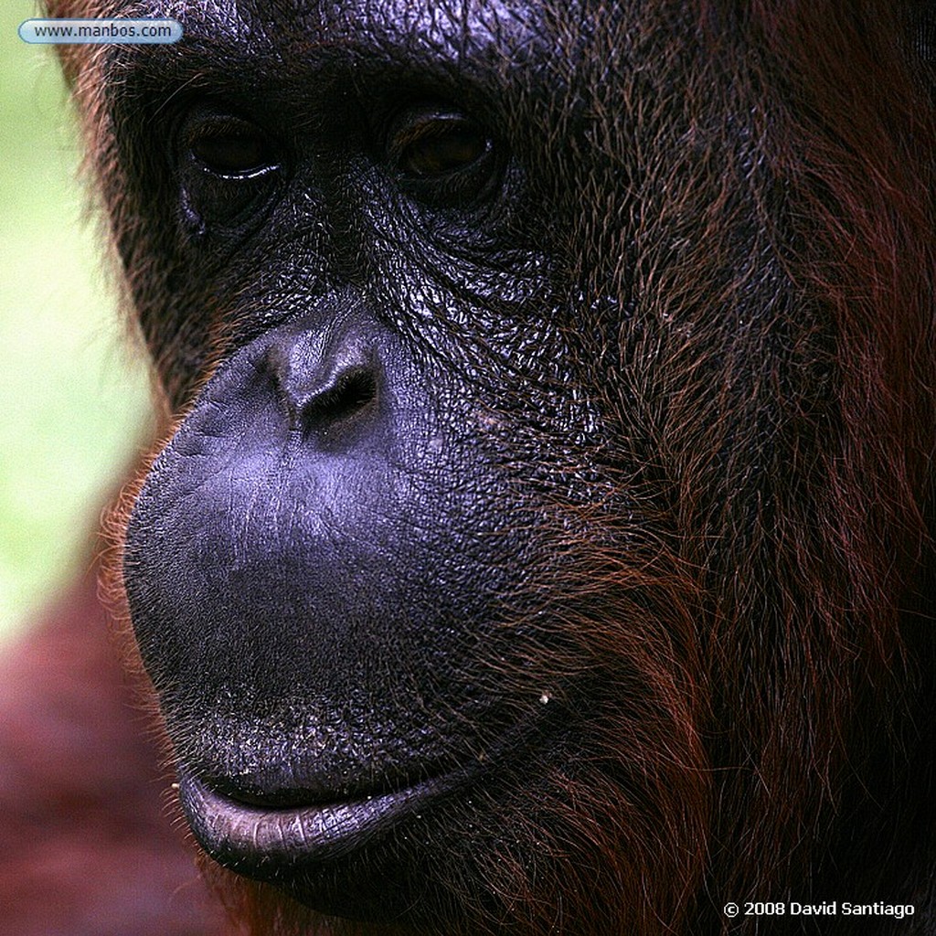 Borneo
Macaco de cola larga Macaca fascicularis Borneo
Borneo