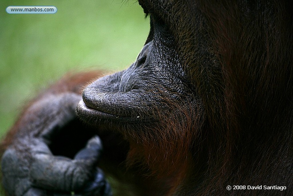 Borneo
Orangutan Pongo pygmaeus Borneo
Borneo