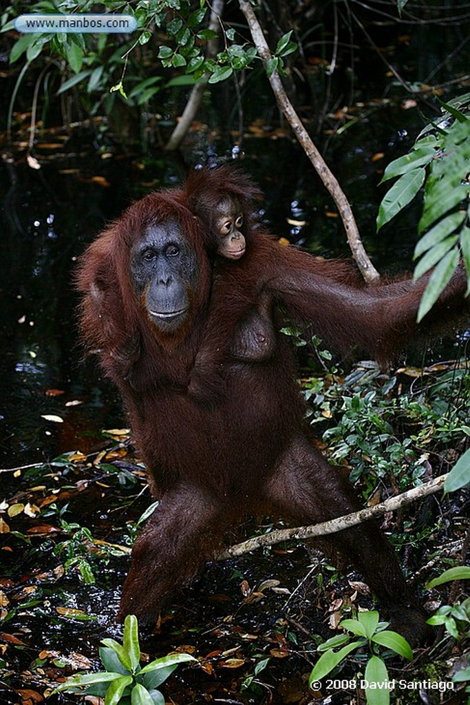 Borneo
Orangutan Pongo pygmaeus Borneo
Borneo