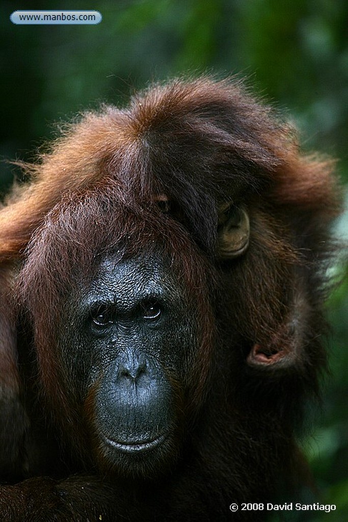 Borneo
Orangutan Pongo pygmaeus Borneo
Borneo