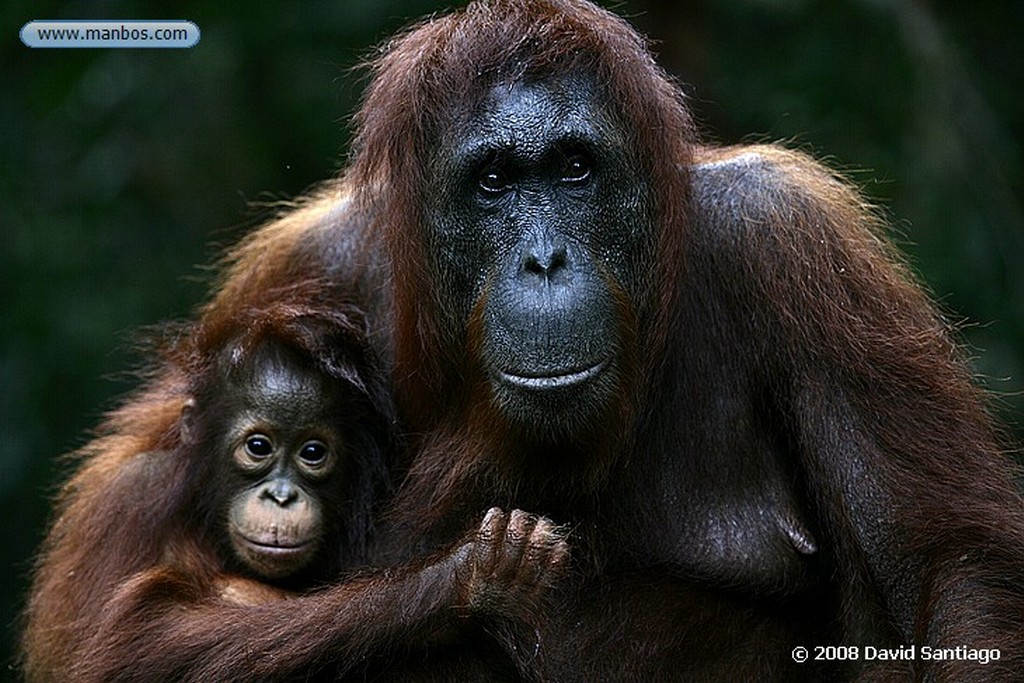 Borneo
Orangutan Pongo pygmaeus Borneo
Borneo