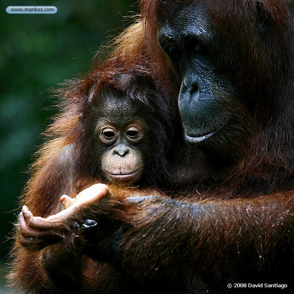 Borneo
Orangutan Pongo pygmaeus Borneo
Borneo