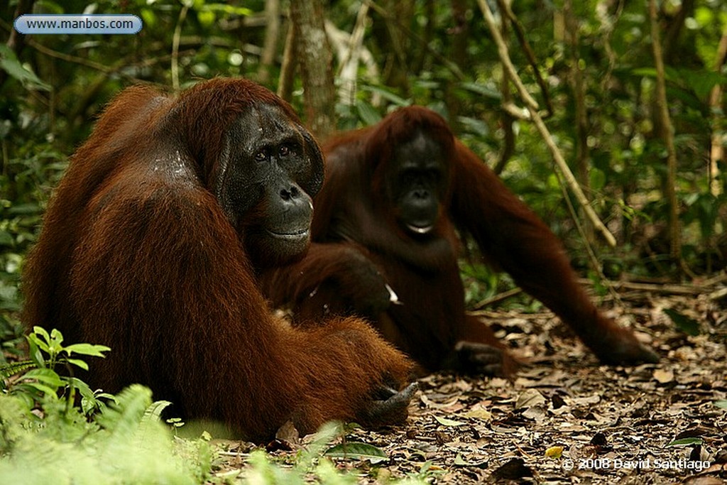 Borneo
Orangutan Pongo pygmaeus Borneo
Borneo