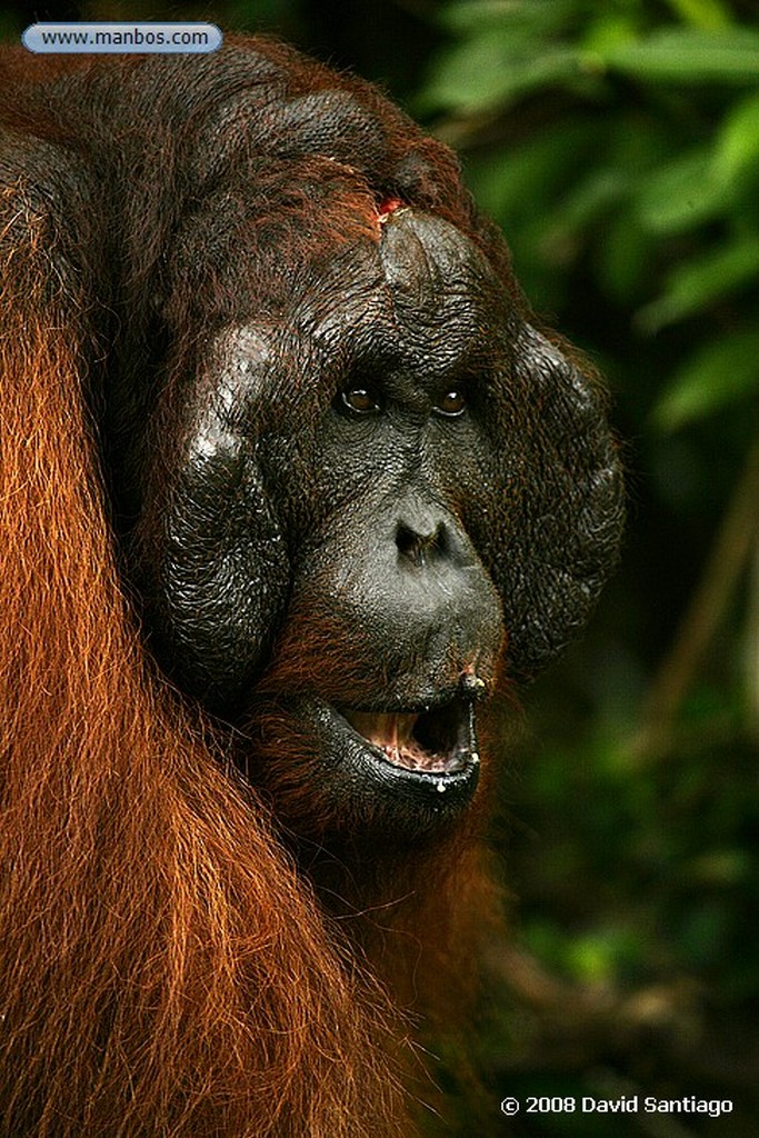 Borneo
Orangutan Pongo pygmaeus Borneo
Borneo