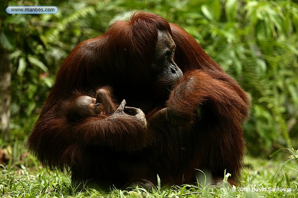 Borneo
Orangutan Pongo pygmaeus Borneo
Borneo