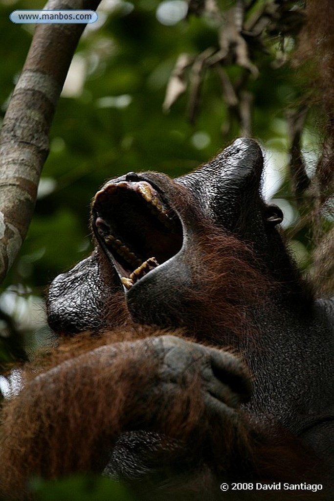 Borneo
Orangutan Pongo pygmaeus Borneo
Borneo