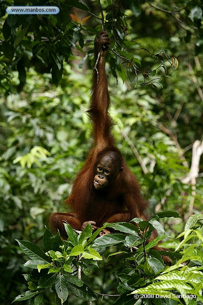 Borneo
Orangutan Pongo pygmaeus Borneo
Borneo