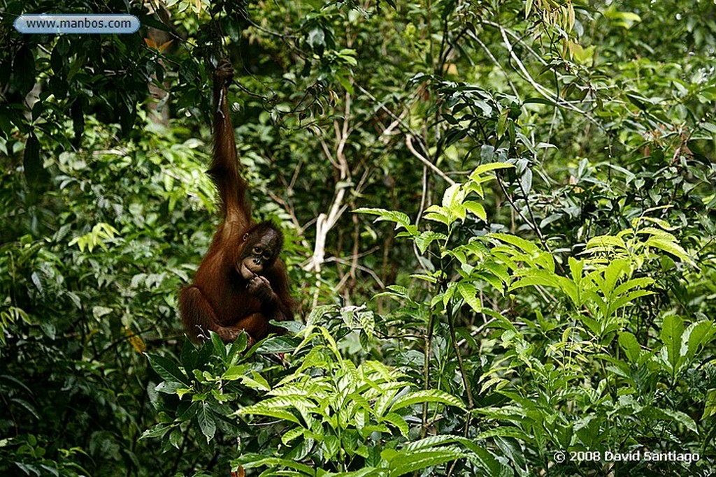 Borneo
Orangutan Pongo pygmaeus Borneo
Borneo