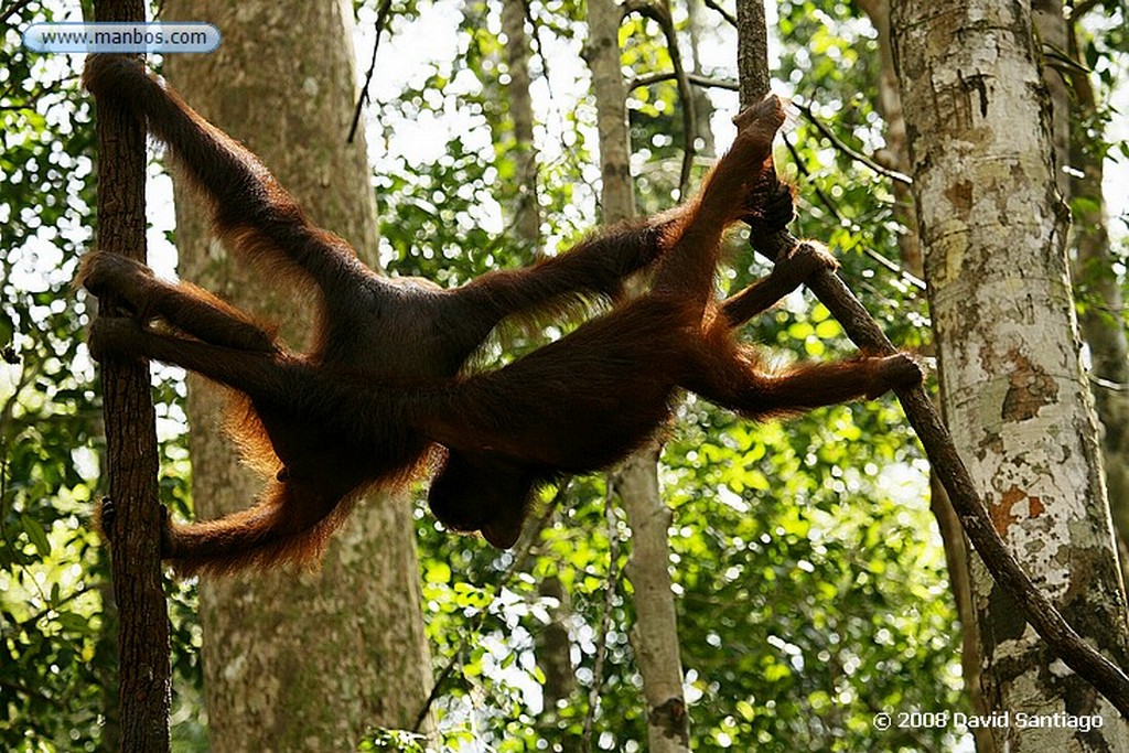 Borneo
Orangutan Pongo pygmaeus Borneo
Borneo