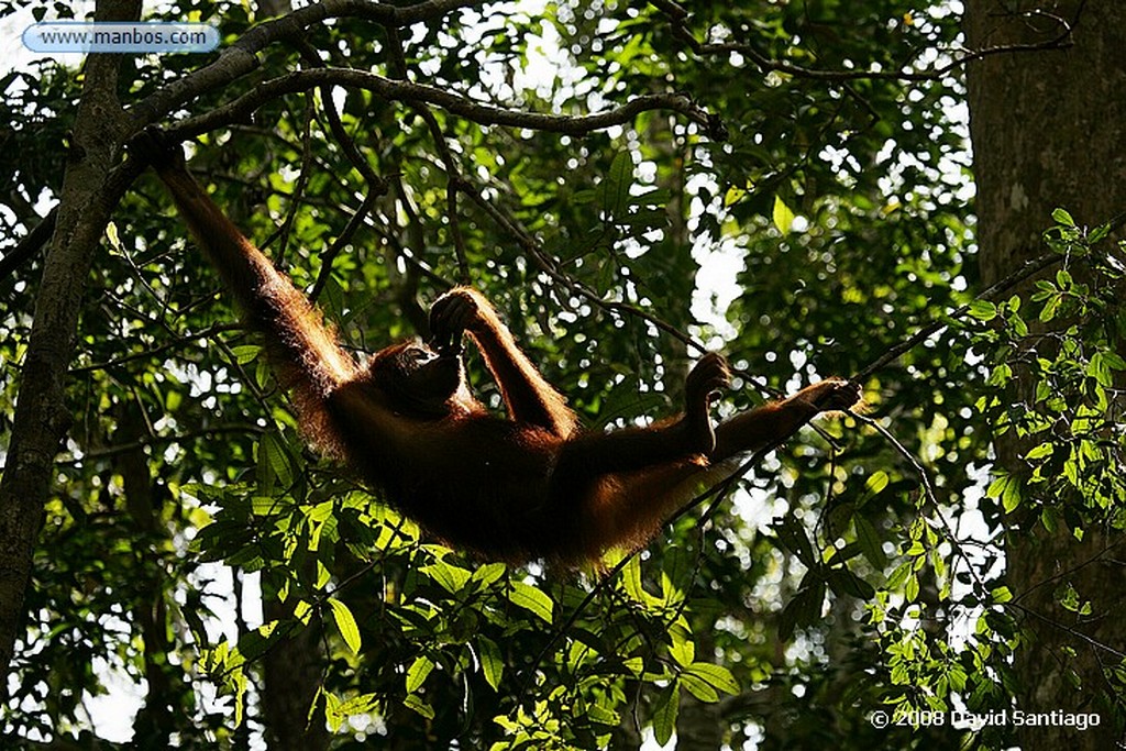 Borneo
Orangutan Pongo pygmaeus Borneo
Borneo