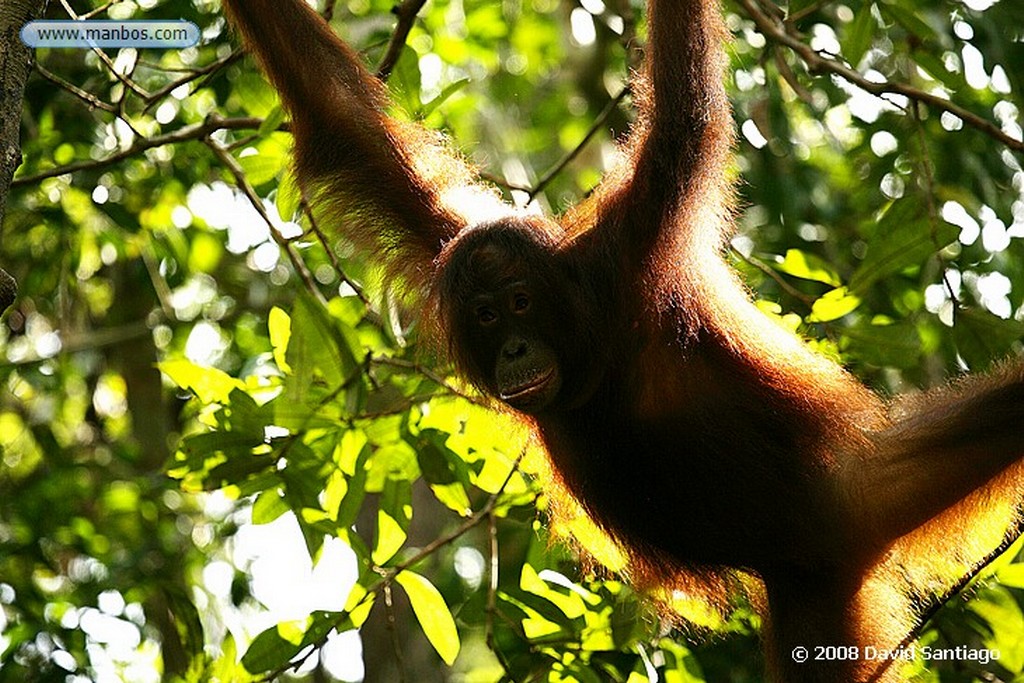 Borneo
Orangutan Pongo pygmaeus Borneo
Borneo