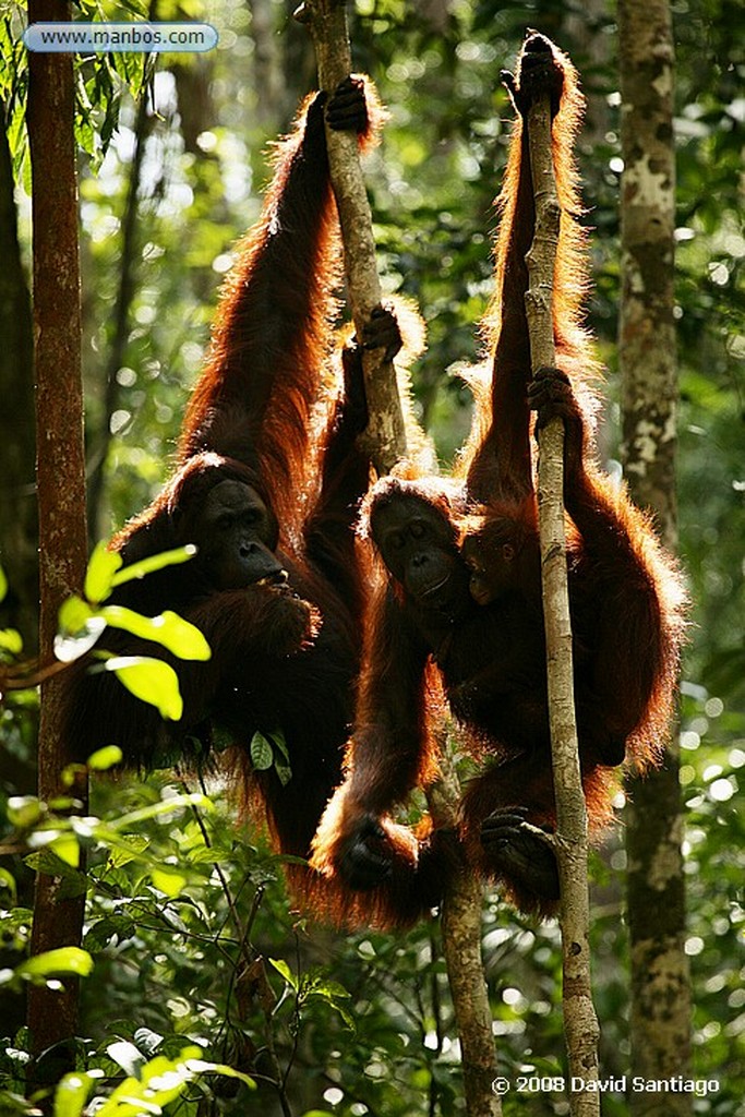 Borneo
Orangutan Pongo pygmaeus Borneo
Borneo