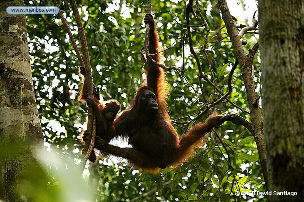 Borneo
Orangutan Pongo pygmaeus Borneo
Borneo