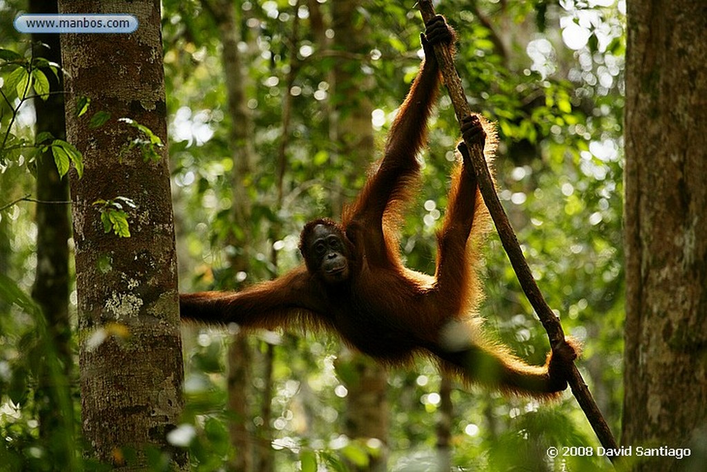 Borneo
Orangutan Pongo pygmaeus Borneo
Borneo