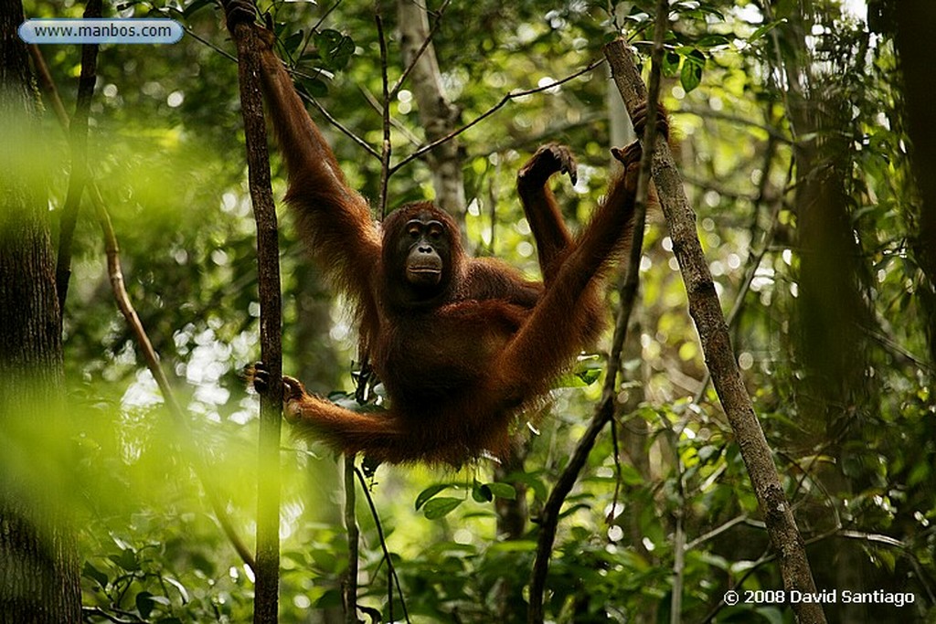 Borneo
Orangutan Pongo pygmaeus Borneo
Borneo