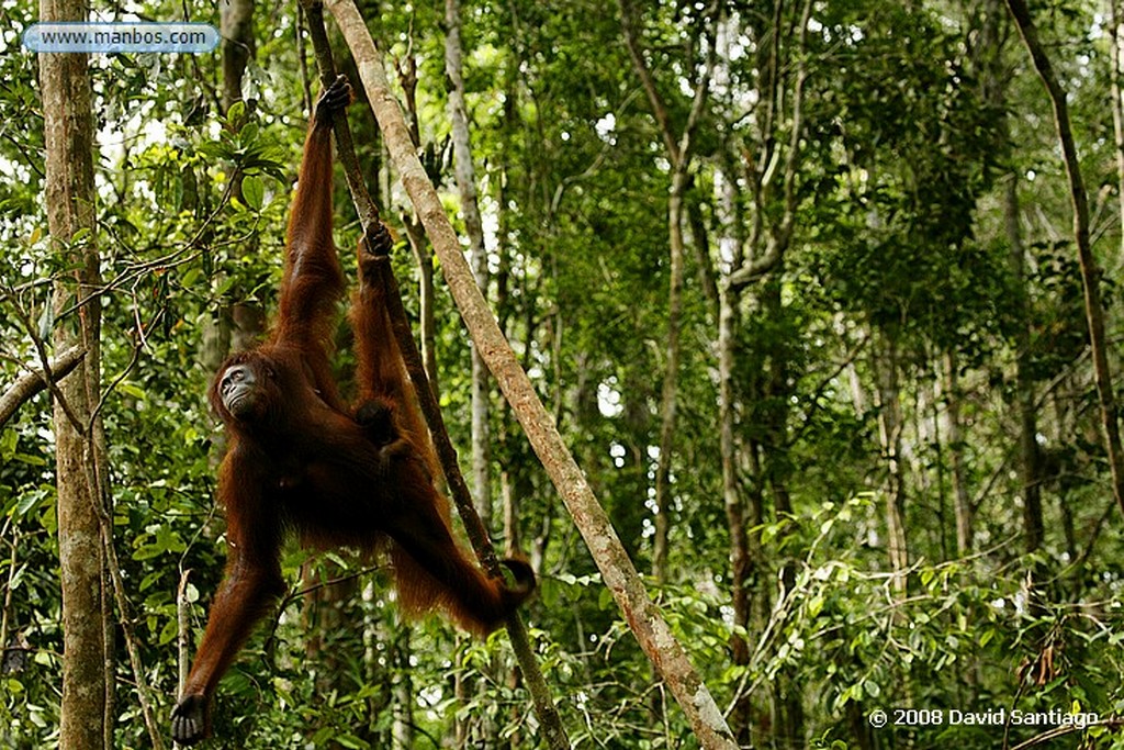 Borneo
Orangutan Pongo pygmaeus Borneo
Borneo