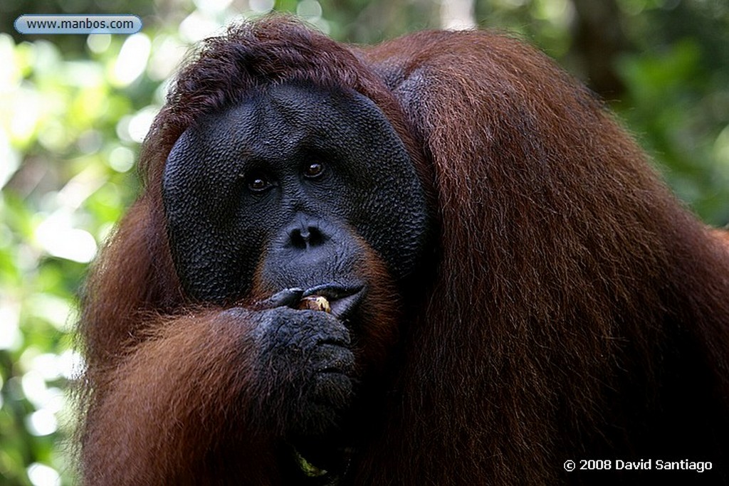 Borneo
Orangutan Pongo pygmaeus Borneo
Borneo