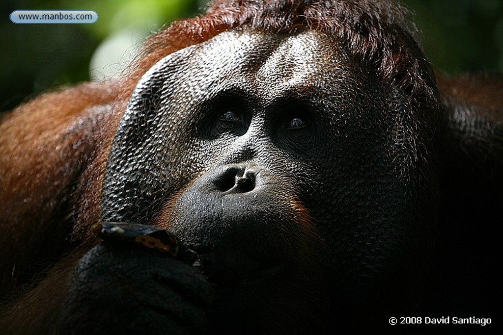 Borneo
Orangutan Pongo pygmaeus Borneo
Borneo