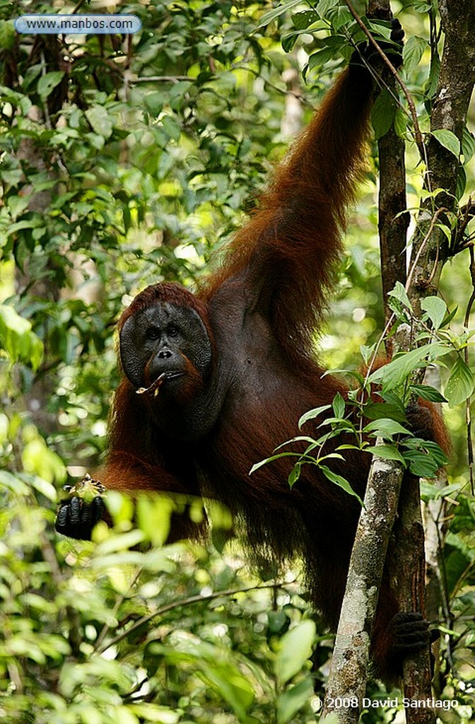 Borneo
Orangutan Pongo pygmaeus Borneo
Borneo