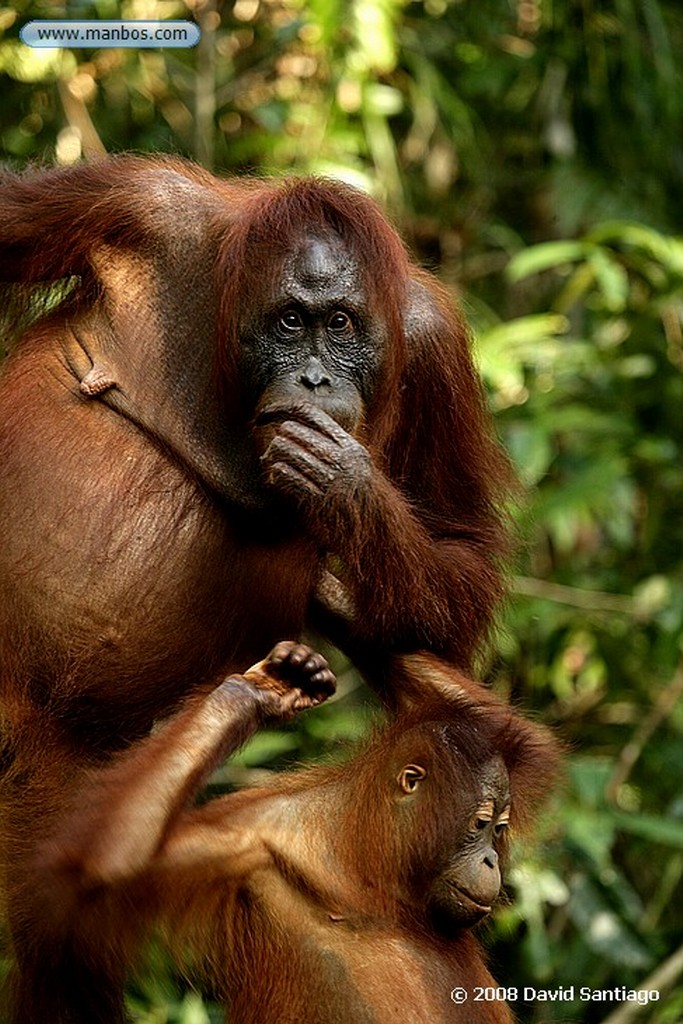 Borneo
Orangutan Pongo pygmaeus Borneo
Borneo