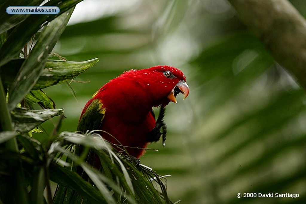 Borneo
Borneo