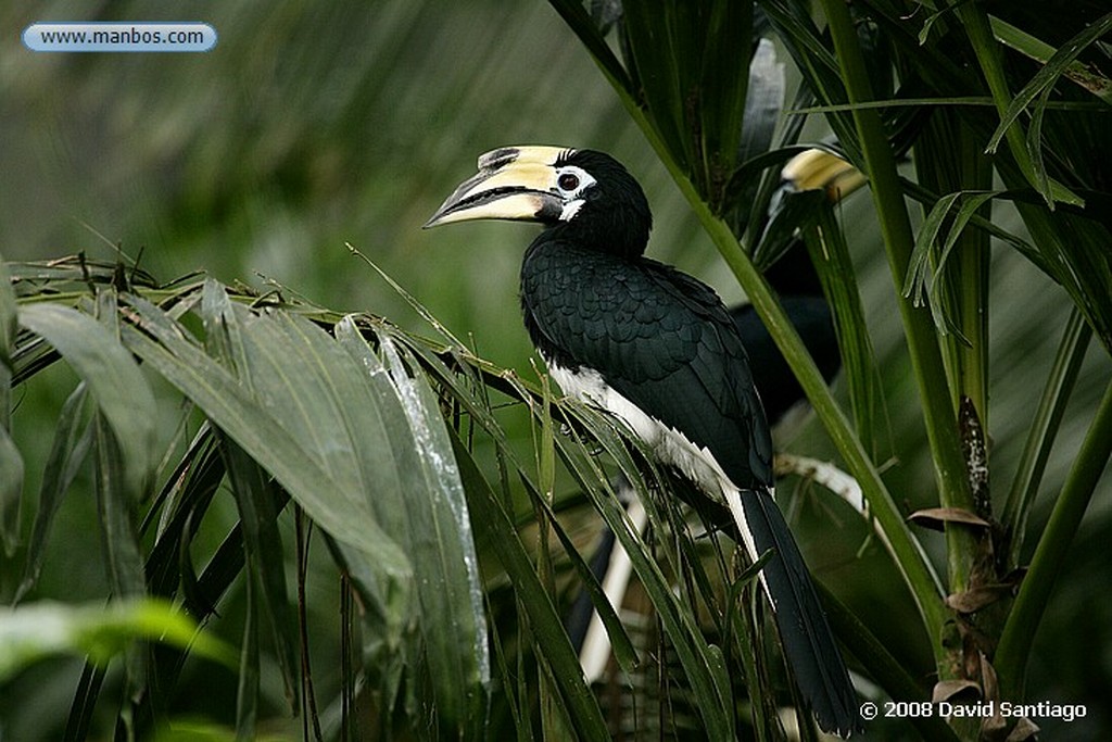 Borneo
Borneo