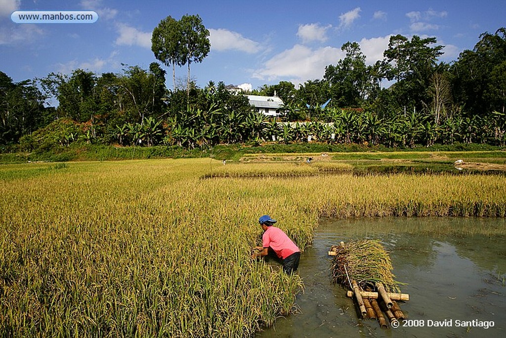 Sulawesi
Arrozales entre Kete Kesu y Buka Tana Toraja Sulawesi
Sulawesi