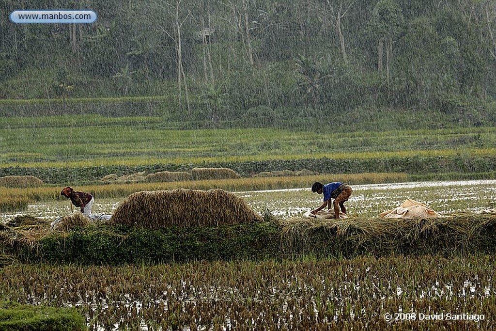 Sulawesi
Arrozales entre Kete Kesu y Buka Tana Toraja Sulawesi
Sulawesi