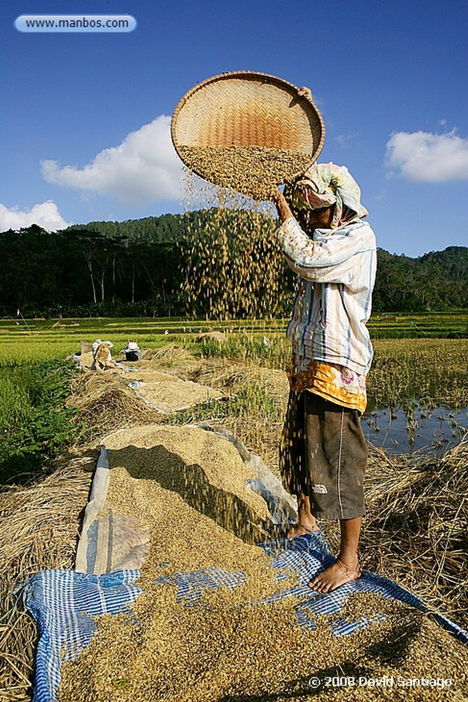 Sulawesi
Bufalos en el río Tana Toraja Sulawesi
Sulawesi