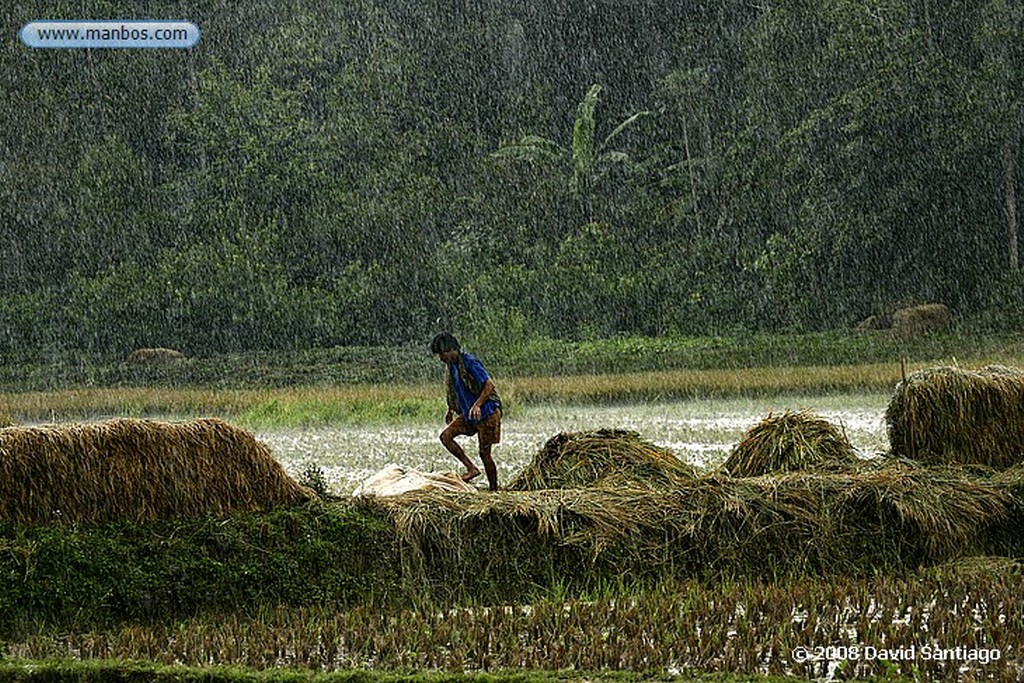 Sulawesi
Bufalos en el río Tana Toraja Sulawesi
Sulawesi