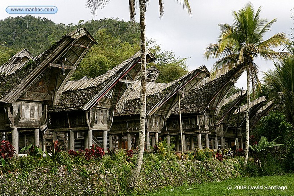 Sulawesi
Babu Tana Toraja Sulawesi
Sulawesi