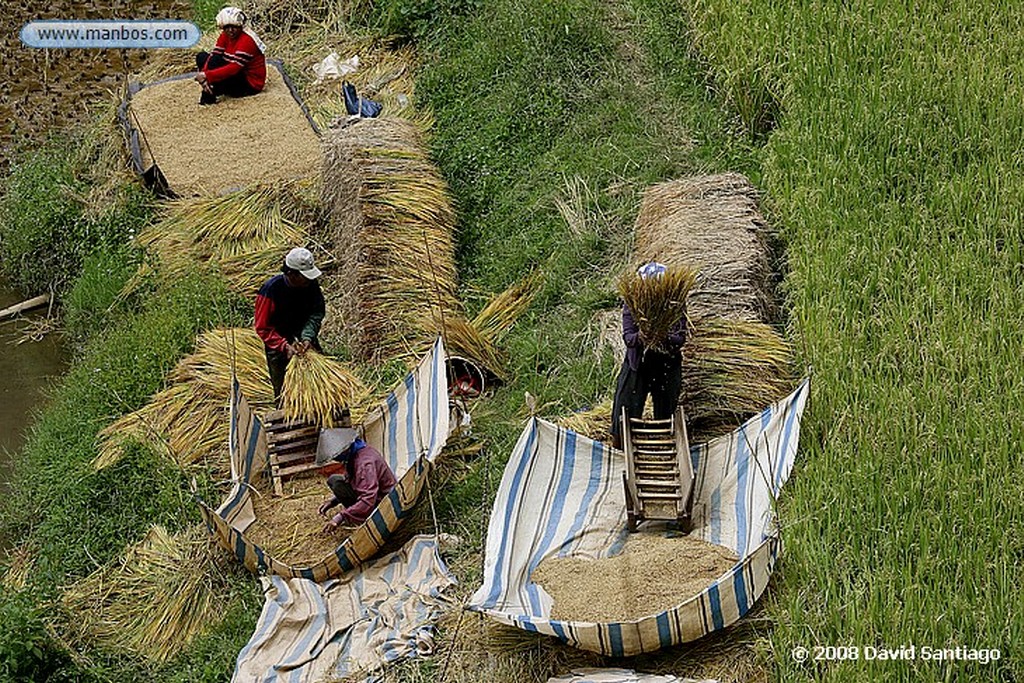 Sulawesi
Arrozales entre Kete Kesu y Buka Tana Toraja Sulawesi
Sulawesi