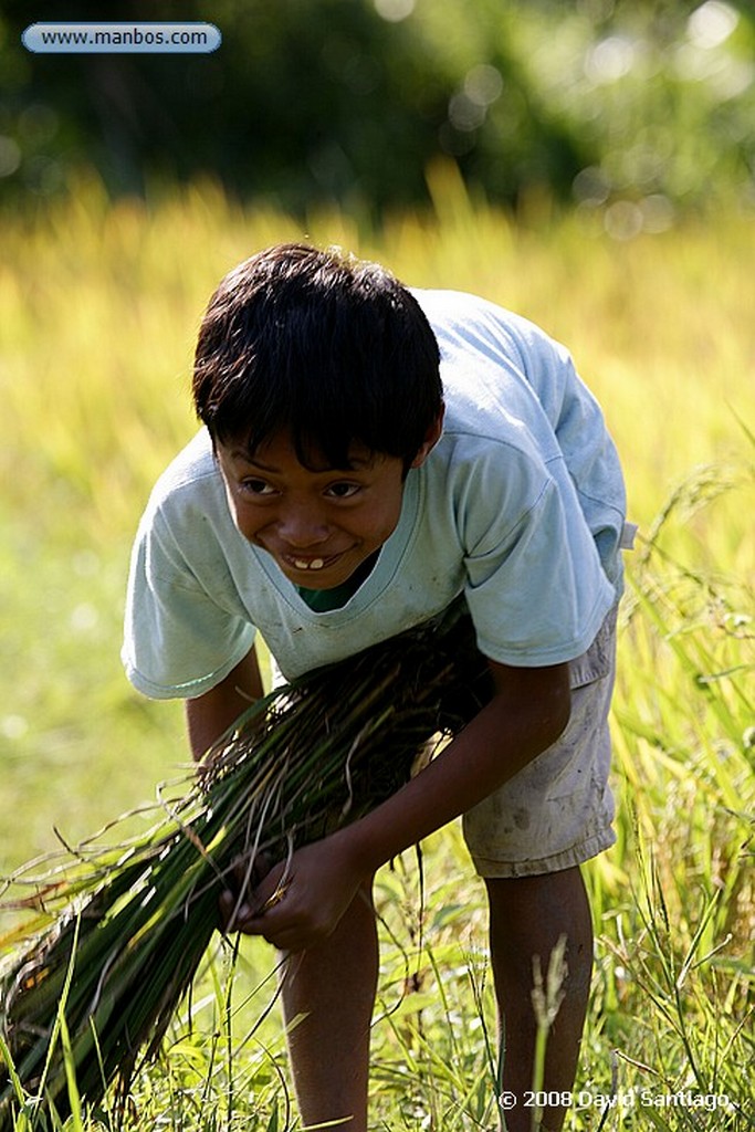 Sulawesi
Alrededores de Marumasa Sulawesi
Sulawesi