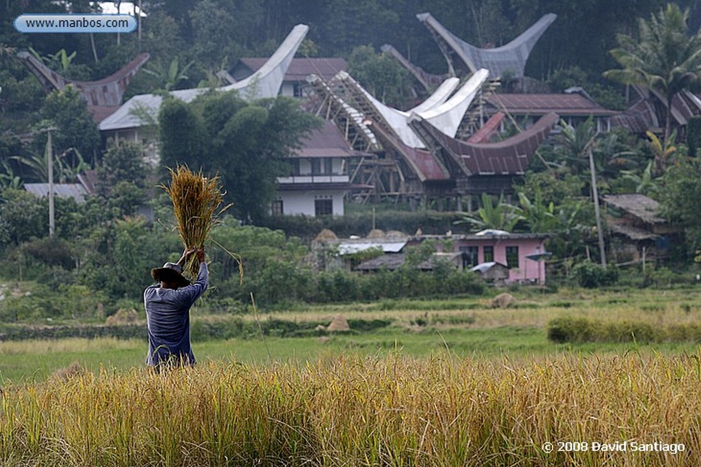 Sulawesi
Tongkonanes Kete kesu Sulawesi
Sulawesi