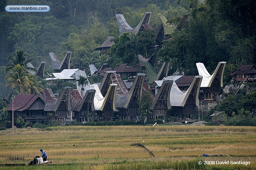 Sulawesi
Tongkonanes Kete kesu Sulawesi
Sulawesi