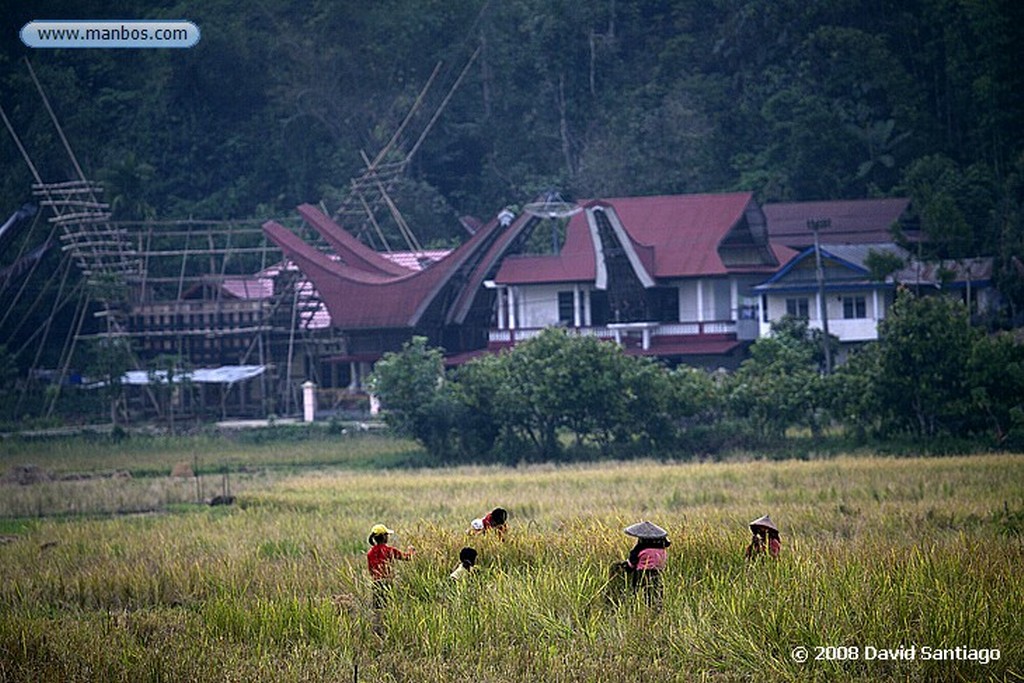 Sulawesi
Lemo Sulawesi
Sulawesi