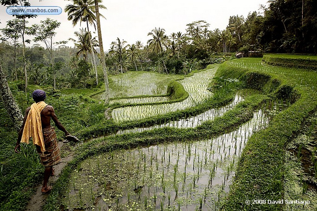 Sulawesi
Rantepao Sulawesi
Sulawesi