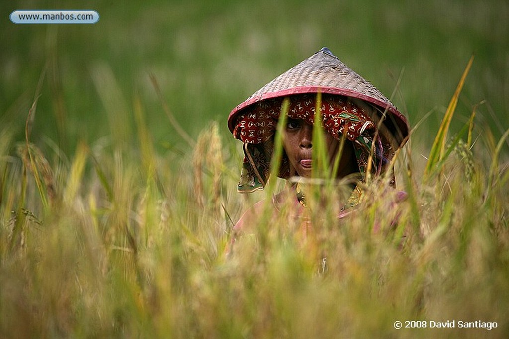 Sulawesi
Funeral en Buka Tana Toraja Sulawesi
Sulawesi