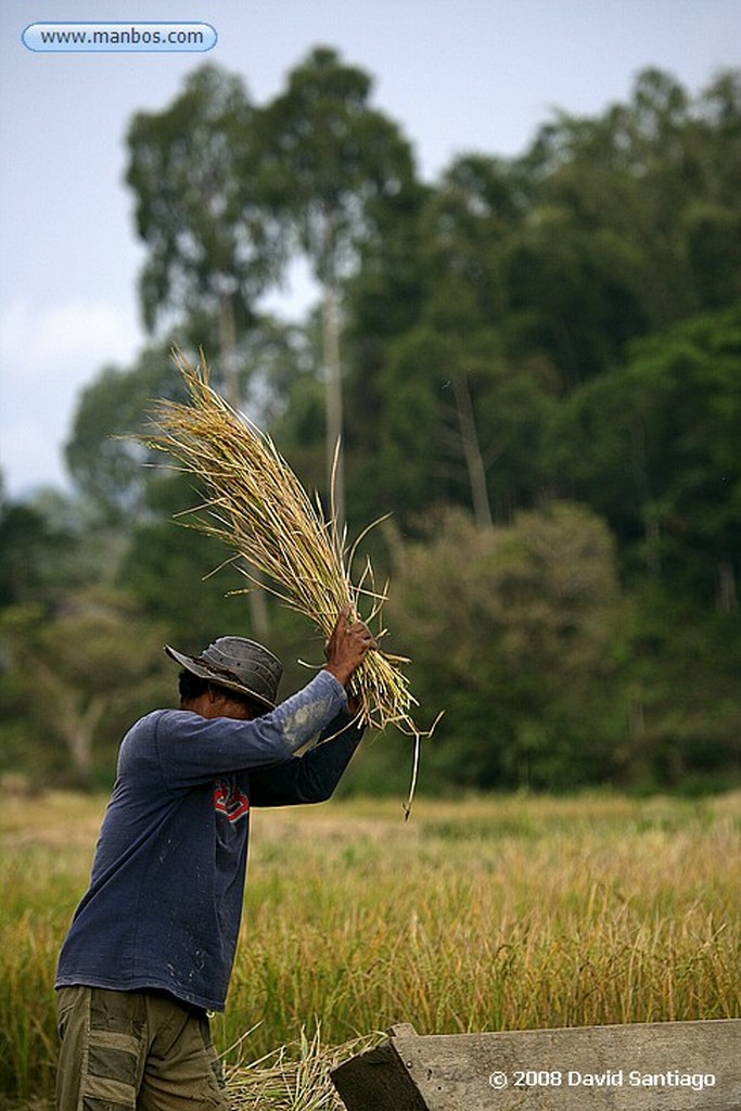 Sulawesi
Kete kesu Sulawesi
Sulawesi