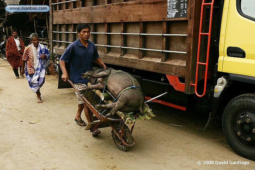 Sulawesi
Funeral en Buka Tana Toraja Sulawesi
Sulawesi