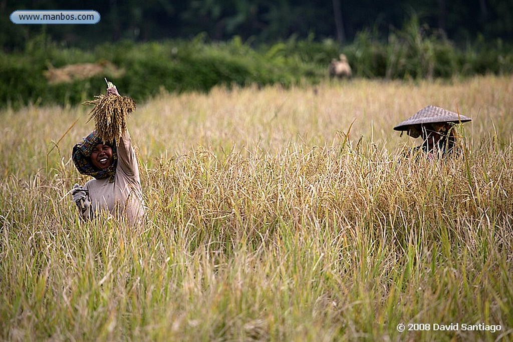 Sulawesi
Rantepao Sulawesi
Sulawesi